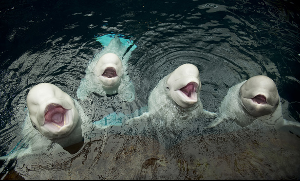 Beluga Death Calls Aquarium's Import Permit into Question